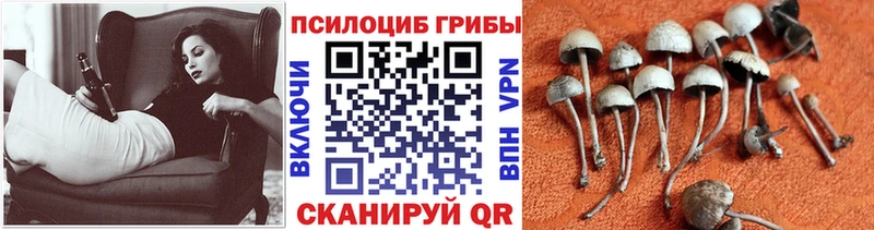 Галлюциногенные грибы ЛСД  Благовещенск 